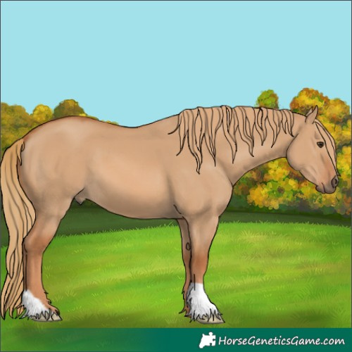 Horse Color:Red Dun