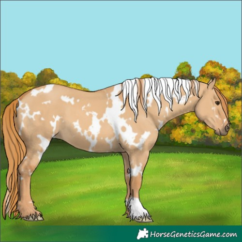 Horse Color:White Spotted Red Dun 