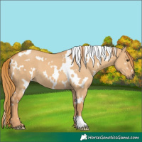 Horse Color:White Spotted Red Dun 
