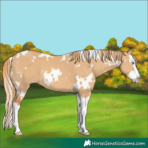 Horse Color:White Spotted Red Dun Splash 