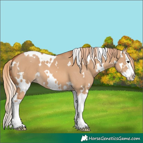 Horse Color:White Spotted Red Dun Splash 
