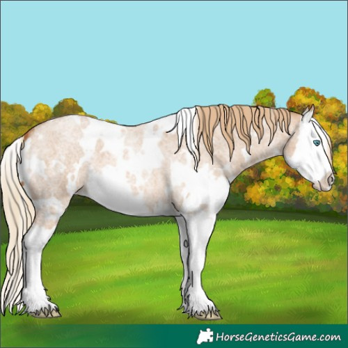 Horse Color:White Spotted Red Dun Roan Splash 