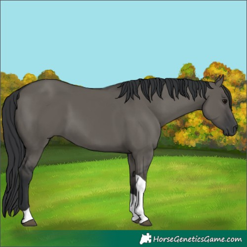 Horse Color:Grullo Tobiano