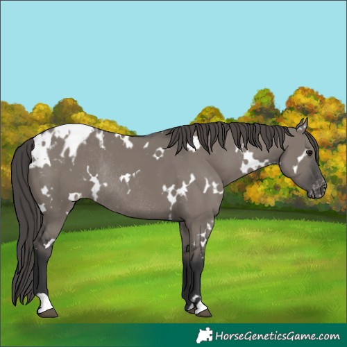 Horse Color:White Spotted Grullo Appaloosa Rabicano 