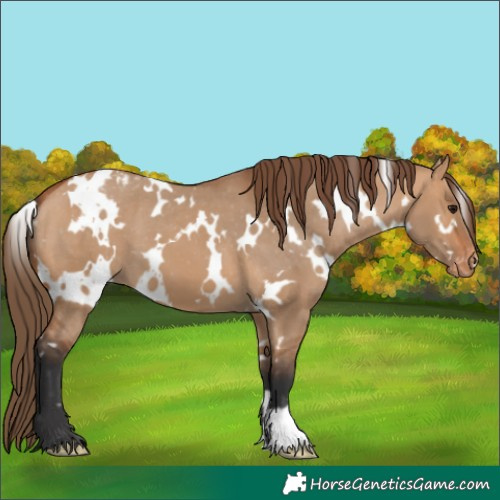 Horse Color:White Spotted Bay Dun Varnish 