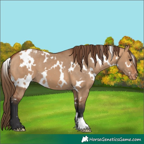 Horse Color:White Spotted Bay Dun Appaloosa