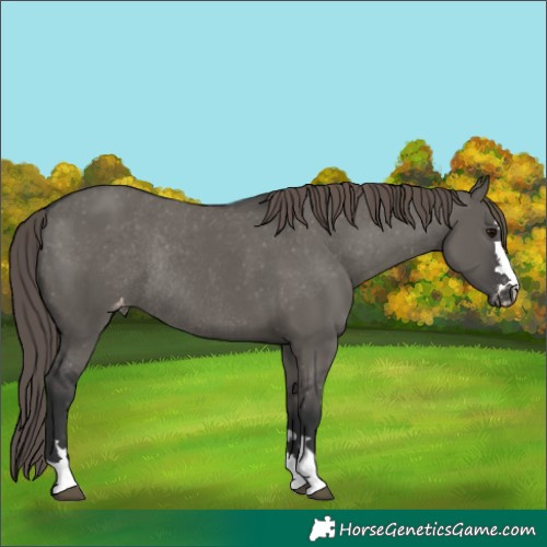 Horse Color:Grullo Appaloosa Rabicano 