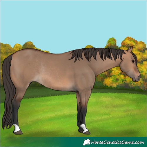 Horse Color:Bay Dun Rabicano 