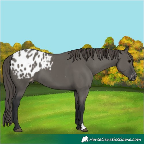 Horse Color:Grullo Appaloosa 