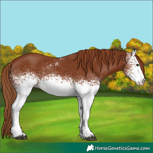 Horse Color:White Spotted Chestnut 