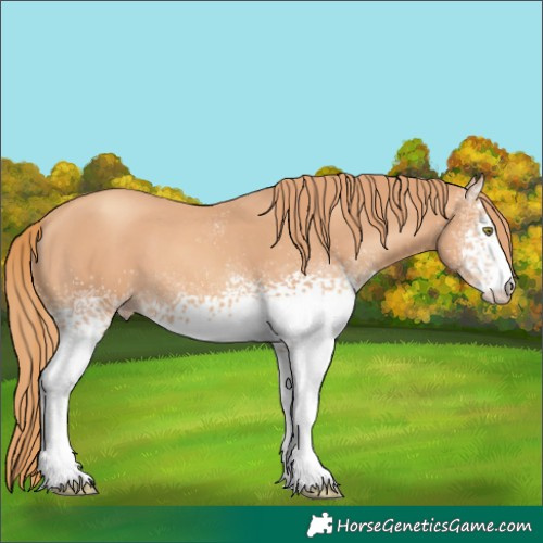 Horse Color:White Spotted Gold Champagne 
