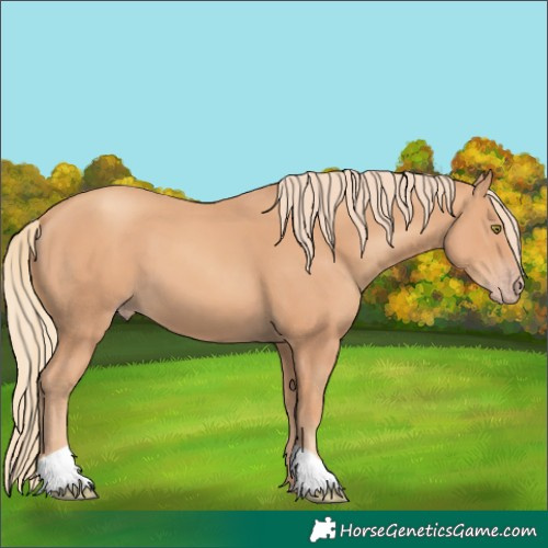 Horse Color:Gold Champagne 