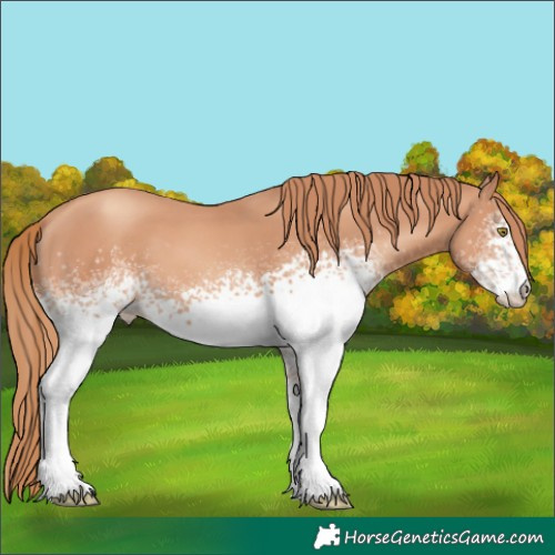 Horse Color:White Spotted Gold Champagne