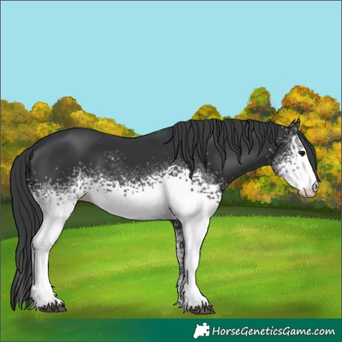 Horse Color:White Spotted Black 
