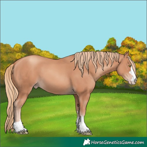 Horse Color:Gold Champagne