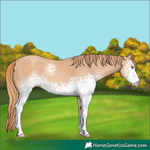 Horse Color:White Spotted Gold Champagne