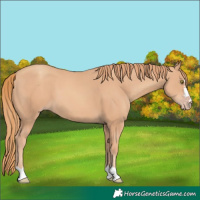Horse Color:Gold Champagne
