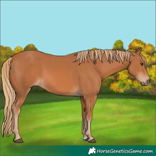 Horse Color:Chestnut 