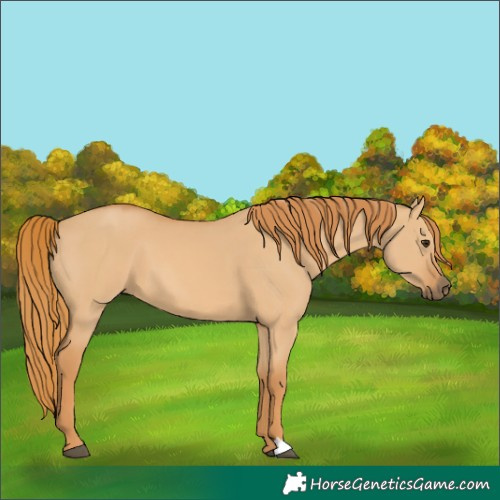 Horse Color:Red Dun