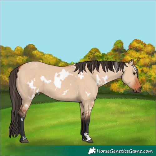 Horse Color:White Spotted Bay Dun 