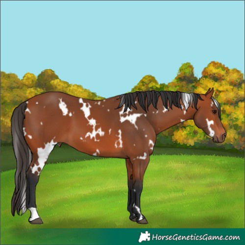 Horse Color:White Spotted Bay