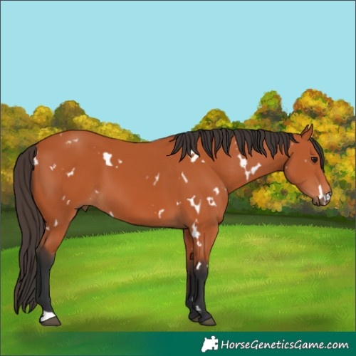 Horse Color:White Spotted Bay