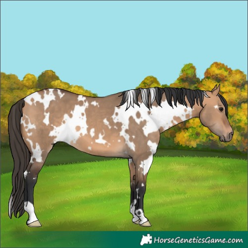 Horse Color:White Spotted Bay Dun 