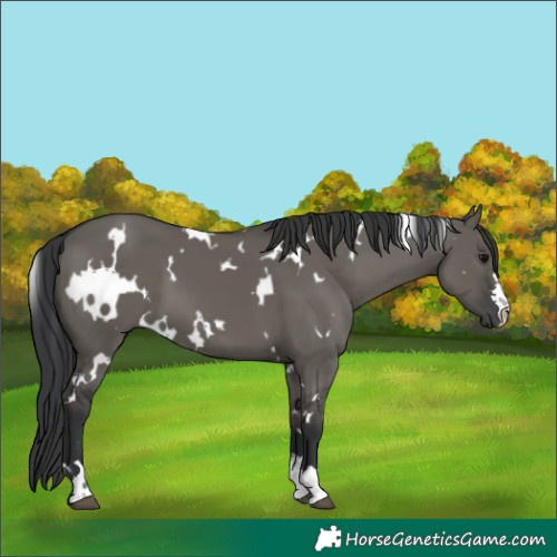 Horse Color:White Spotted Grullo