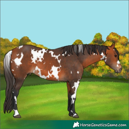 Horse Color:White Spotted Bay