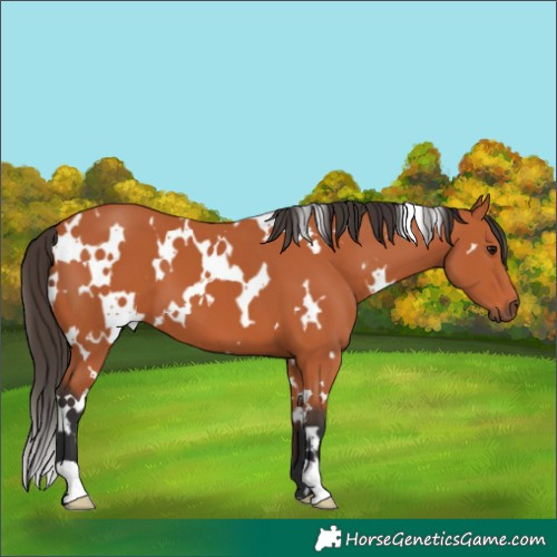 Horse Color:White Spotted Bay