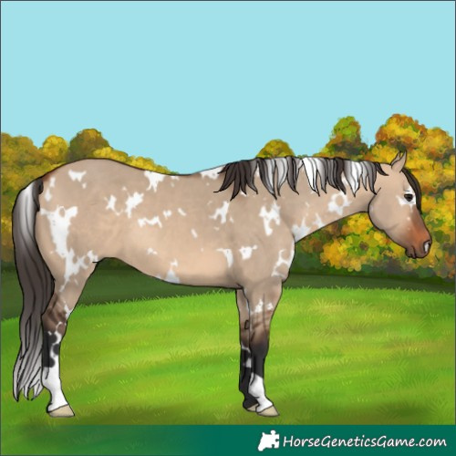 Horse Color:White Spotted Bay Dun 
