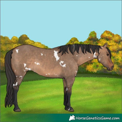 Horse Color:White Spotted Brown Dun