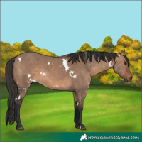 Horse Color:White Spotted Brown Dun