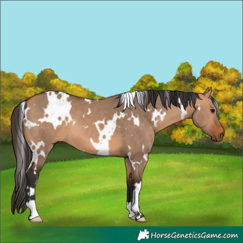 Horse Color:White Spotted Bay Dun 