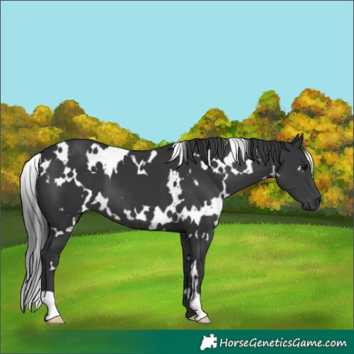 Horse Color:White Spotted Black 