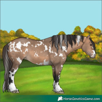 Horse Color:White Spotted Bay Dun
