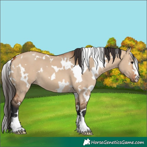 Horse Color:White Spotted Bay Dun 