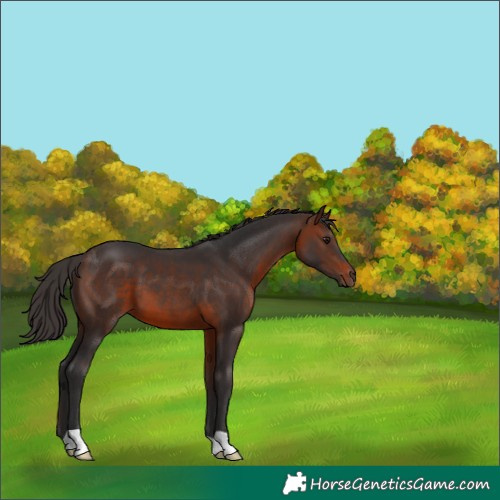 Horse Color:Brown