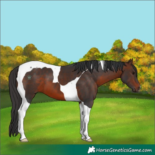 Horse Color:Brown Tobiano 