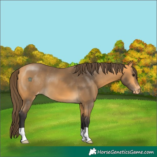 Horse Color:Buckskin Appaloosa