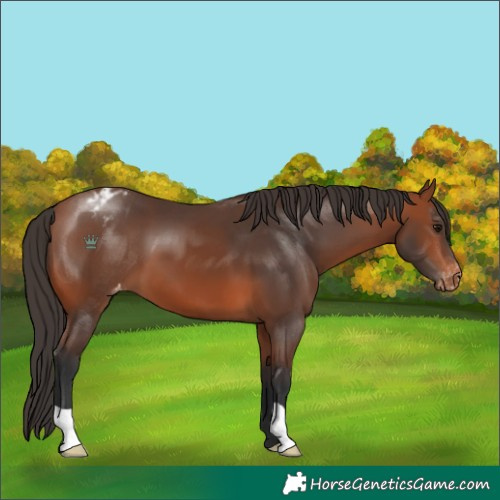 Horse Color:Bay Appaloosa 