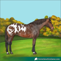 Horse Color:Bay Appaloosa 