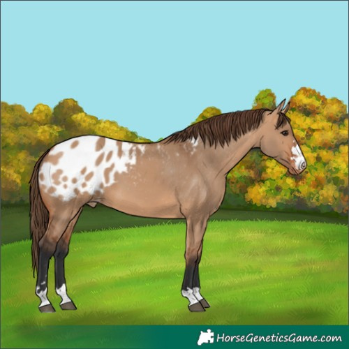 Horse Color:Bay Dun Appaloosa 