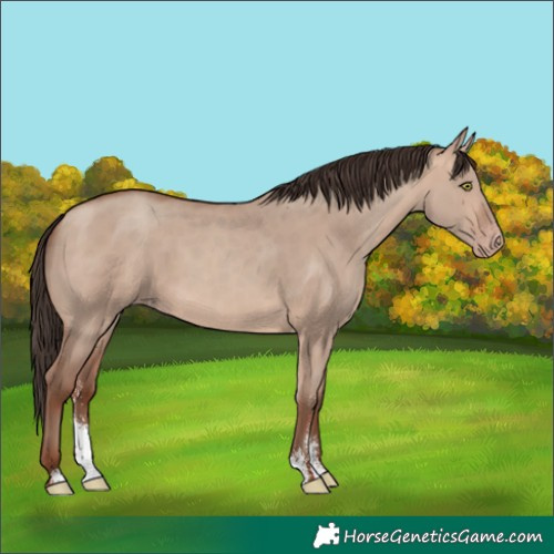 Horse Color:Sable Champagne Dun Sabino 