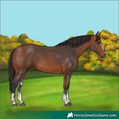 Horse Color:Bay Sabino 