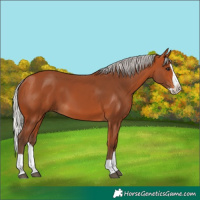 Horse Color:Silver Bay Splash
