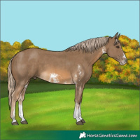 Horse Color:Chocolate Palomino Sabino