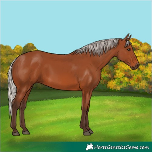 Horse Color:Silver Brown 