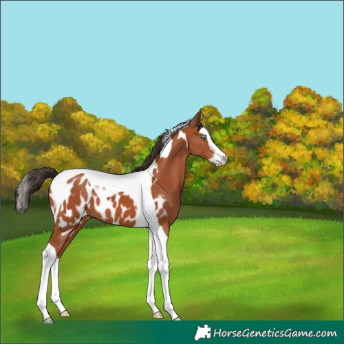 Horse Color:Bay Splash Tobiano Blanket 
