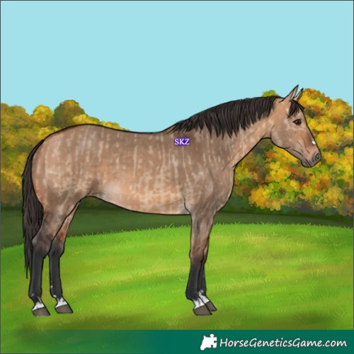Horse Color:Bay Dun  and Bay Dun 